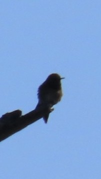 Ruby-throated Hummingbird - ML619861516