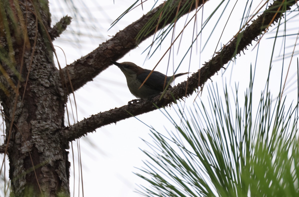 Brown-headed Nuthatch - ML619861521