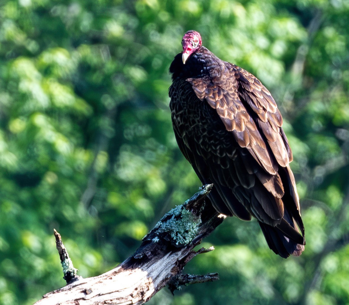 Turkey Vulture - ML619861524