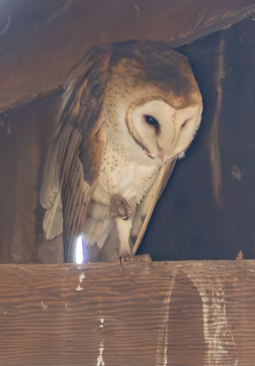 Barn Owl - ML619861537