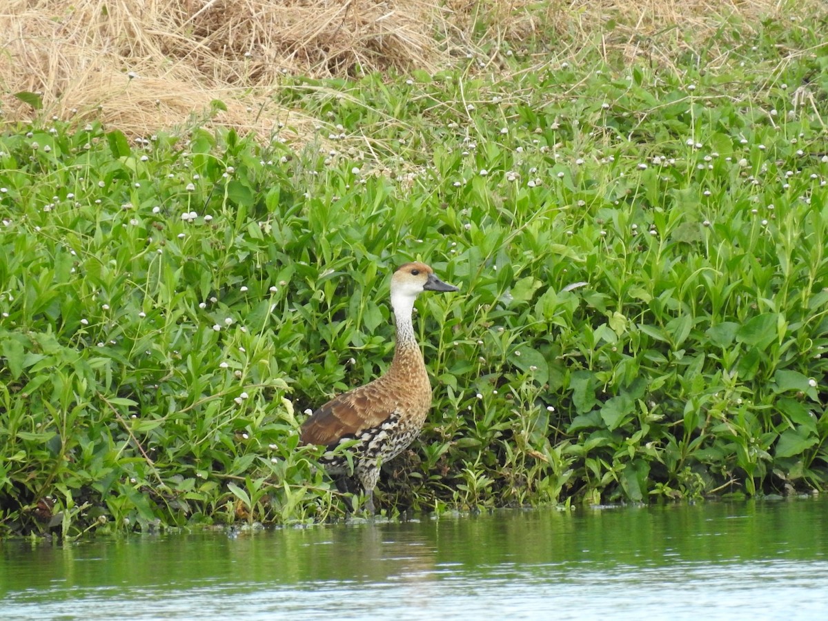 West Indian Whistling-Duck - ML619861544