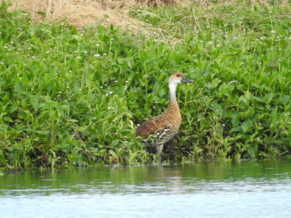 West Indian Whistling-Duck - ML619861545