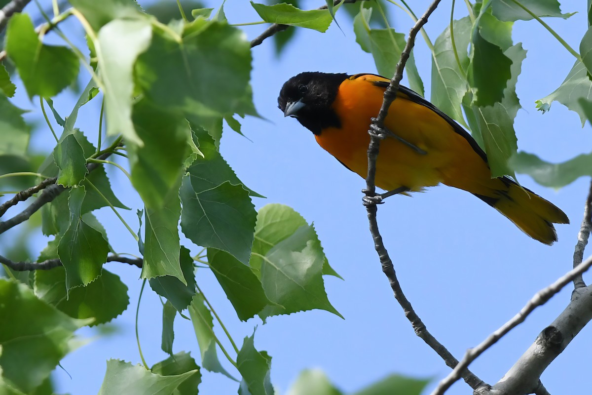 Baltimore Oriole - ML619861548