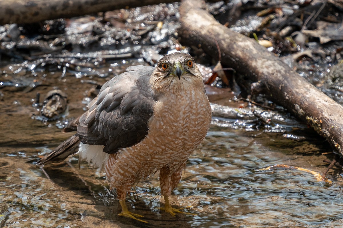 Cooper's Hawk - ML619861550