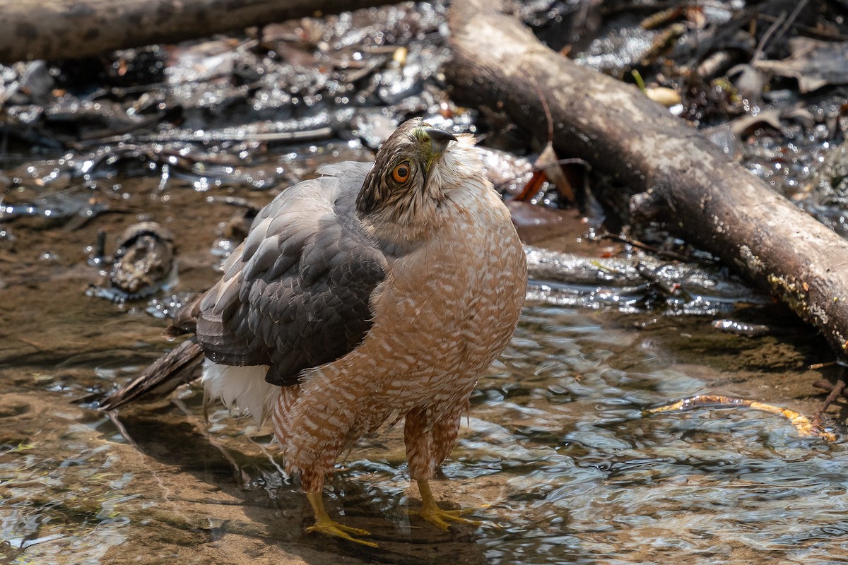 Cooper's Hawk - ML619861551