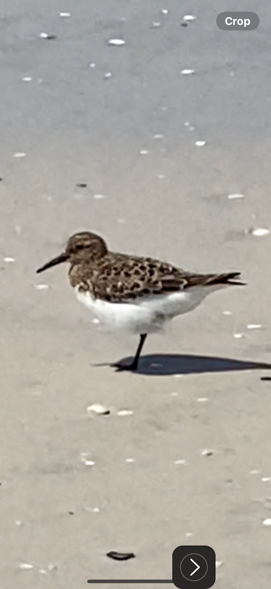 Bécasseau sanderling - ML619861553