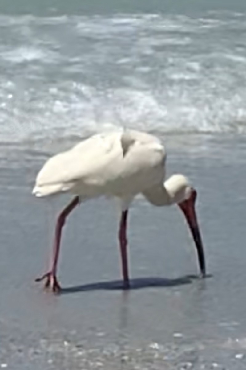 ibis bílý - ML619861557