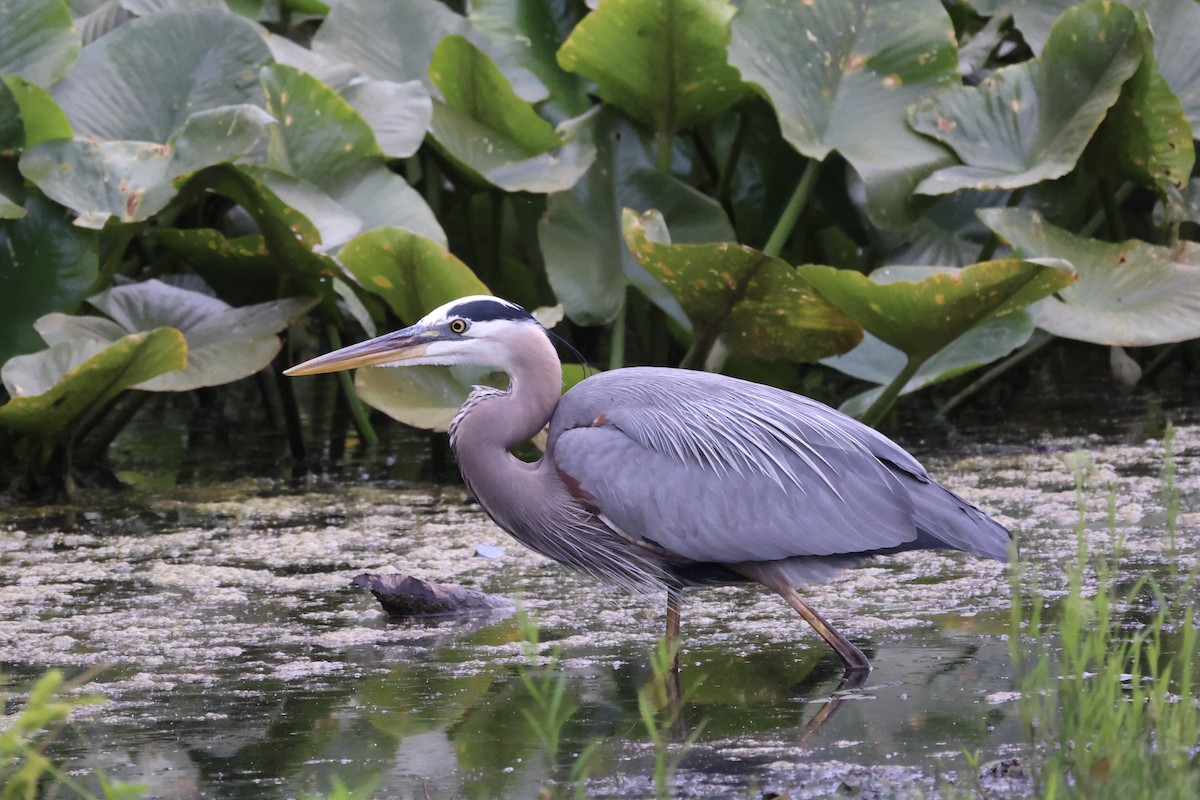 Great Blue Heron - ML619861559