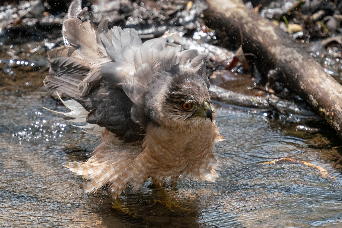 Cooper's Hawk - ML619861561