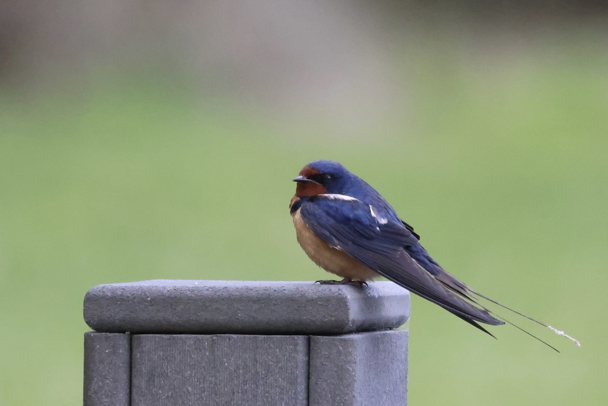 Barn Swallow - ML619861575