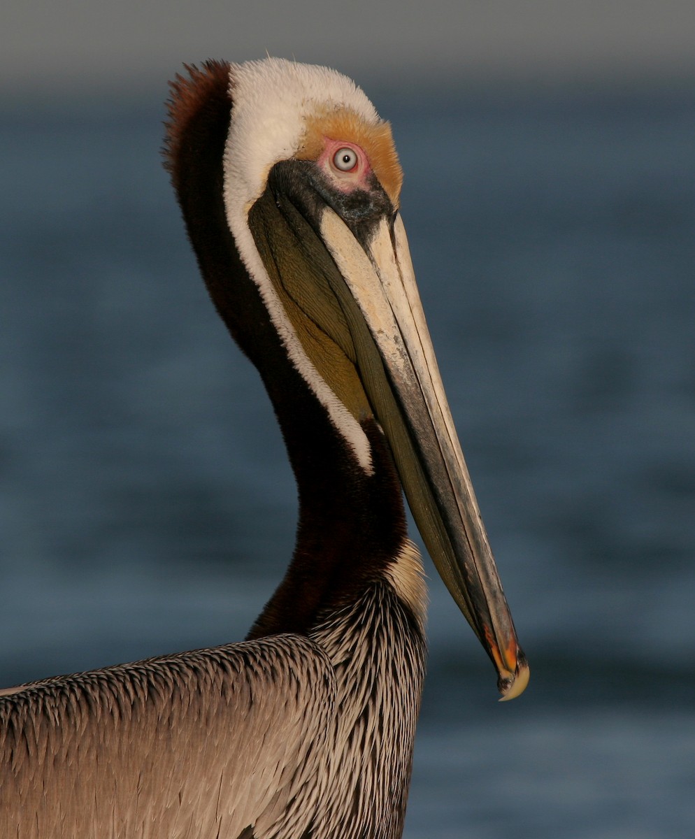 pelikán hnědý - ML619861580