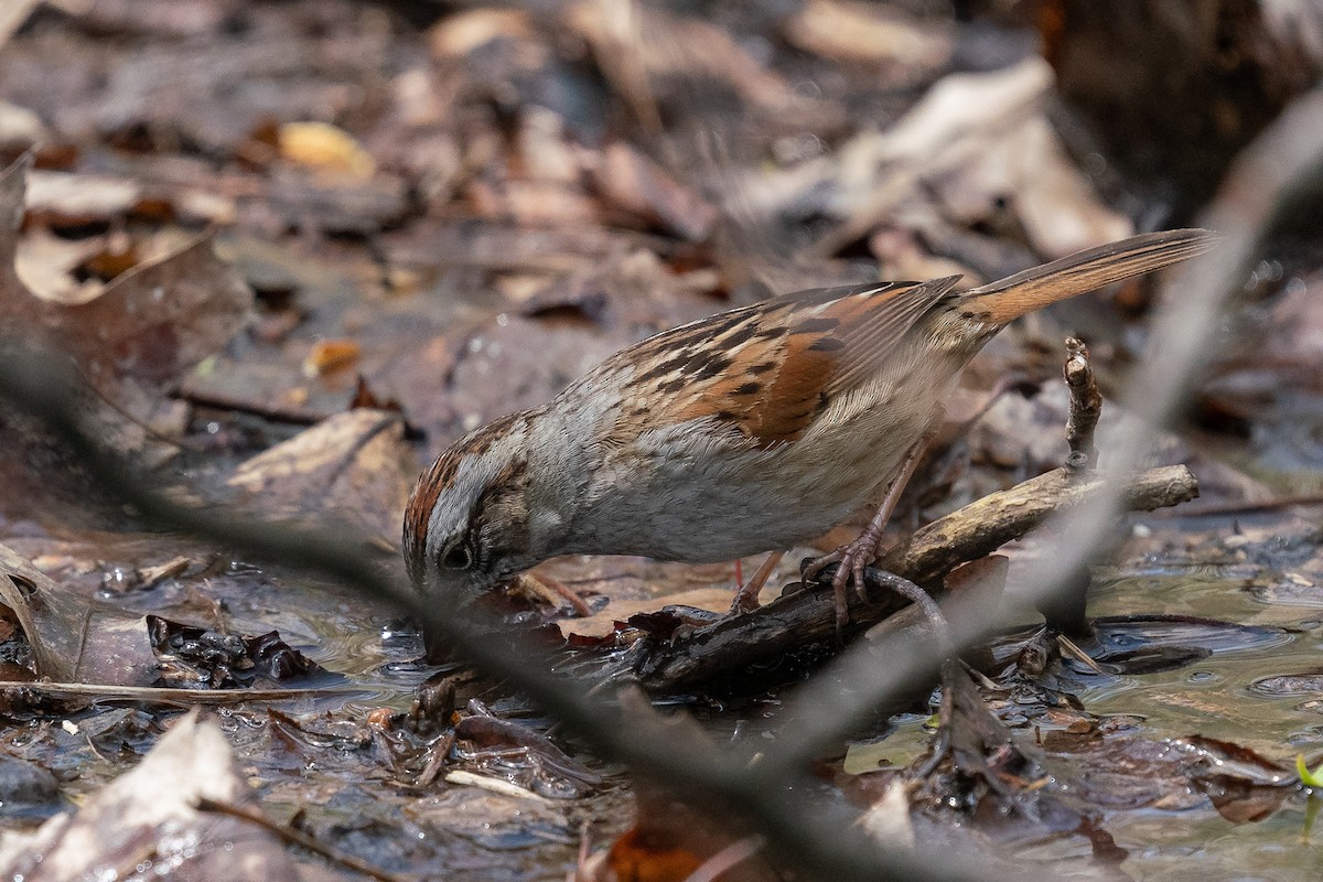 Swamp Sparrow - ML619861586