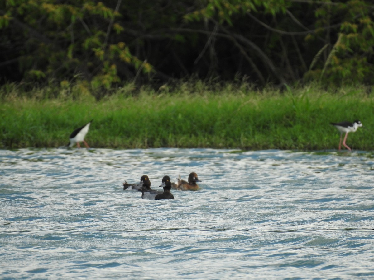 Lesser Scaup - ML619861602