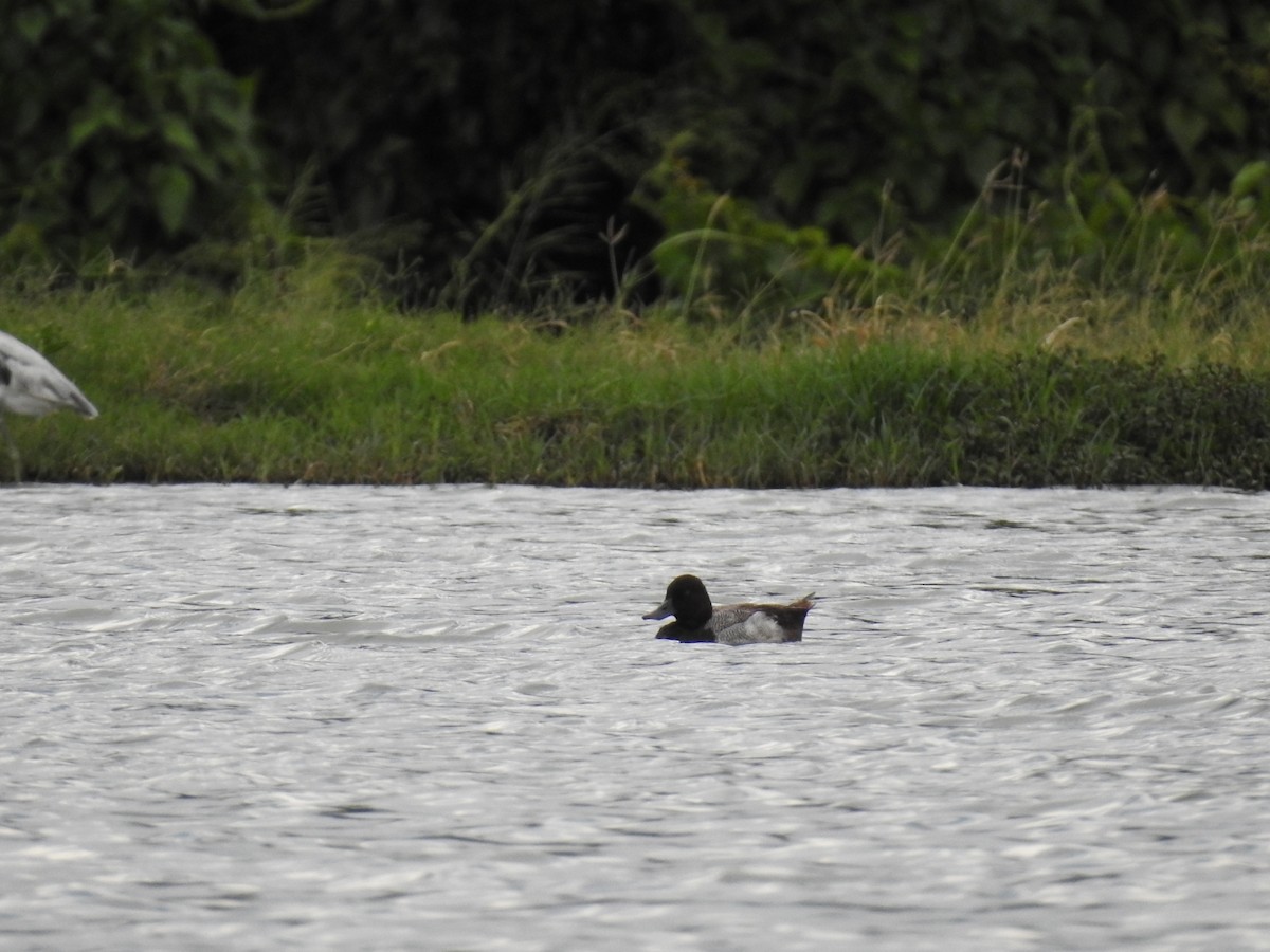 Lesser Scaup - ML619861603