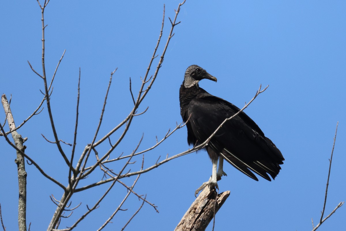 Black Vulture - ML619861611