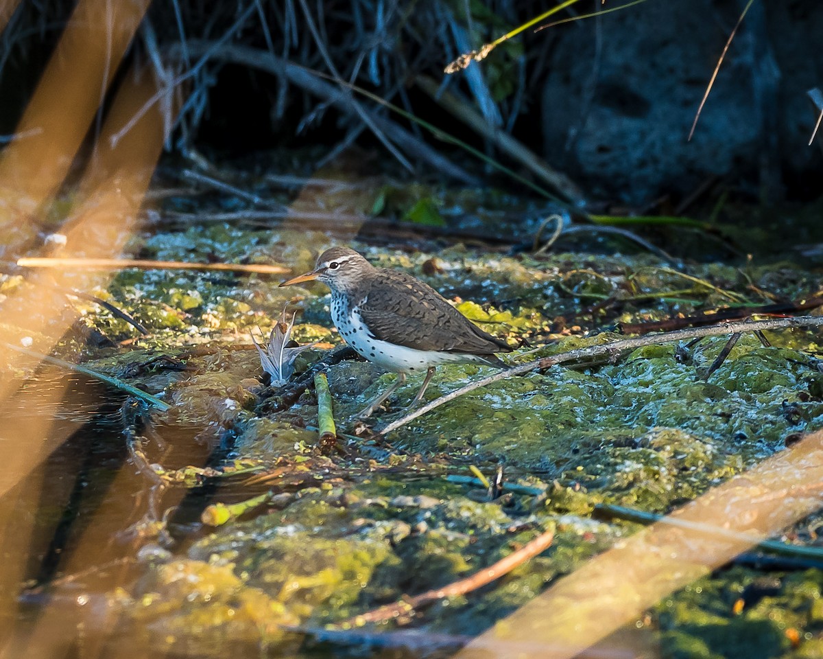 Spotted Sandpiper - ML619861618