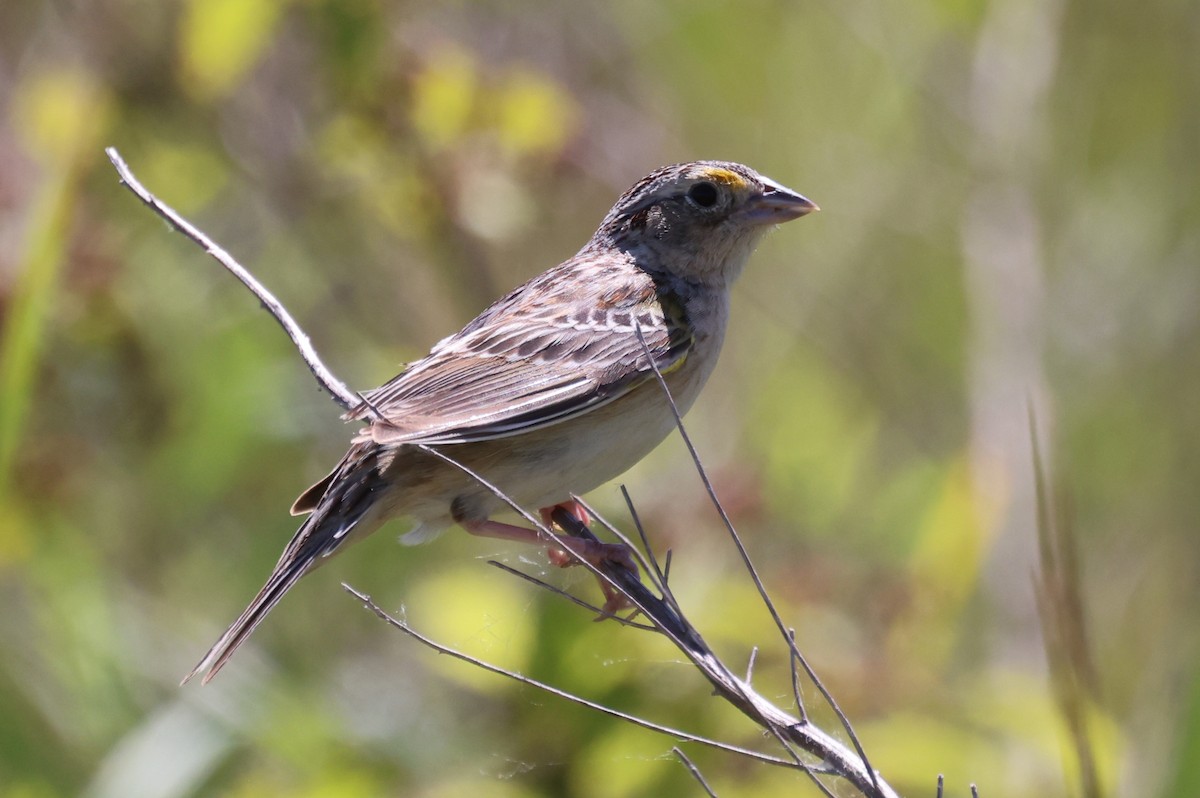 Grasshopper Sparrow - ML619861625