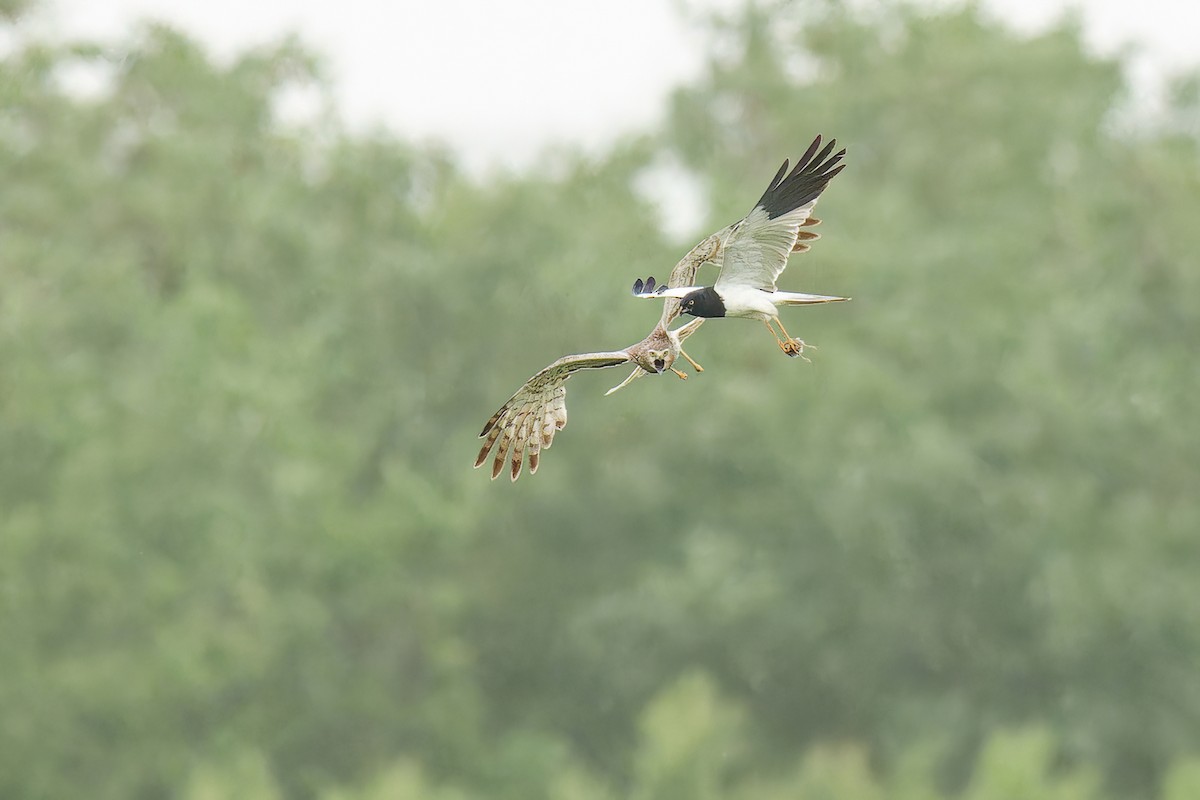 Pied Harrier - ML619861627