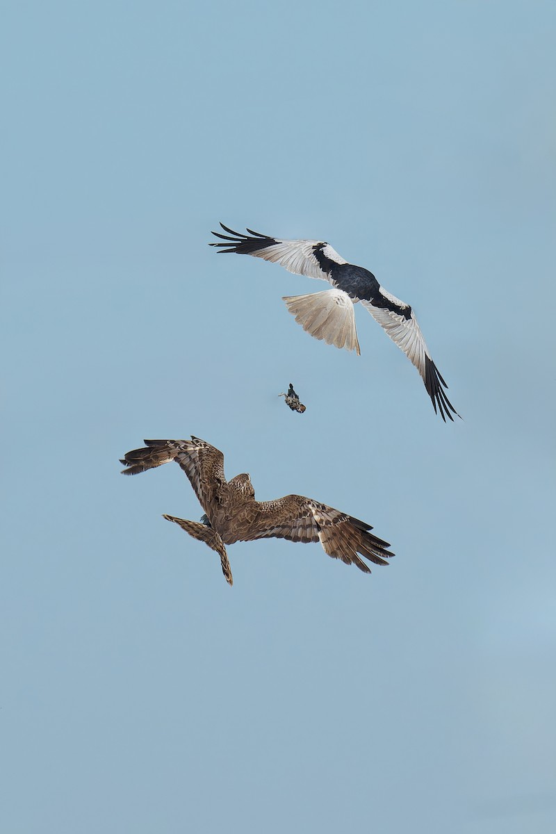 Pied Harrier - ML619861628