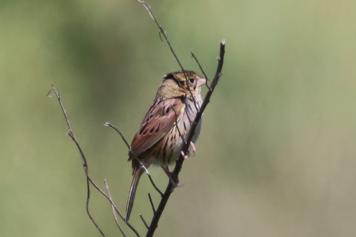 Henslow's Sparrow - ML619861636