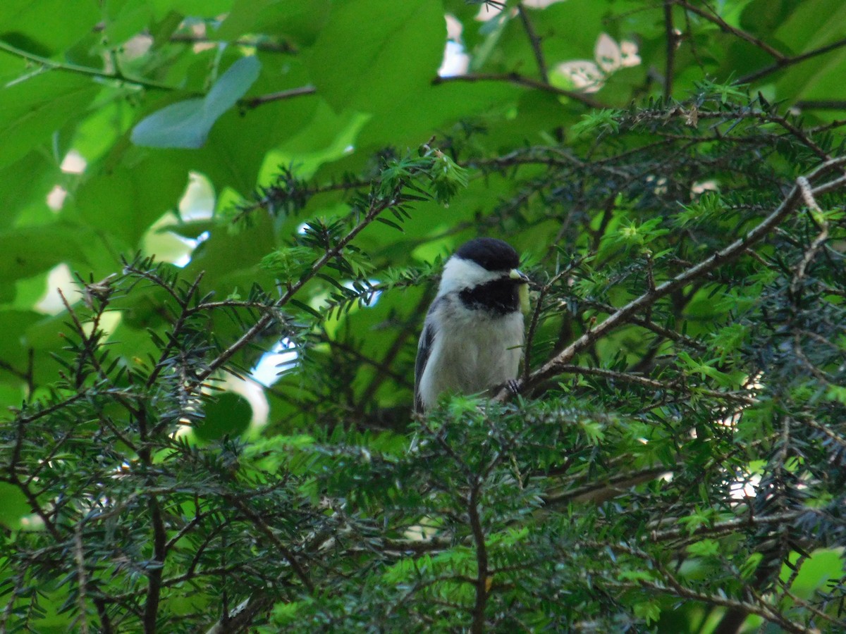 Black-capped Chickadee - ML619861642