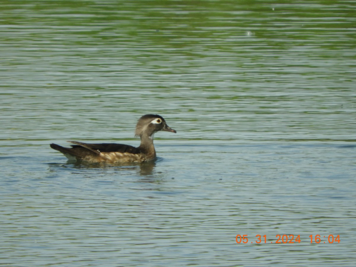 Wood Duck - ML619861645