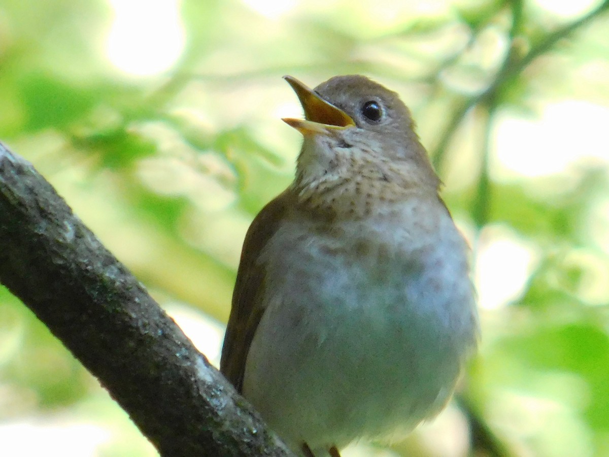 Veery - Jack Jerrild