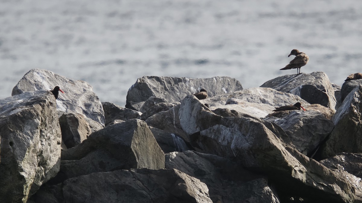 Black Oystercatcher - ML619861662