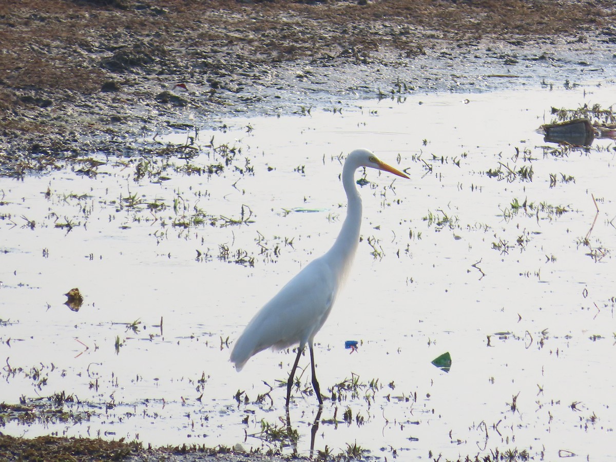 Medium Egret - ML619861684