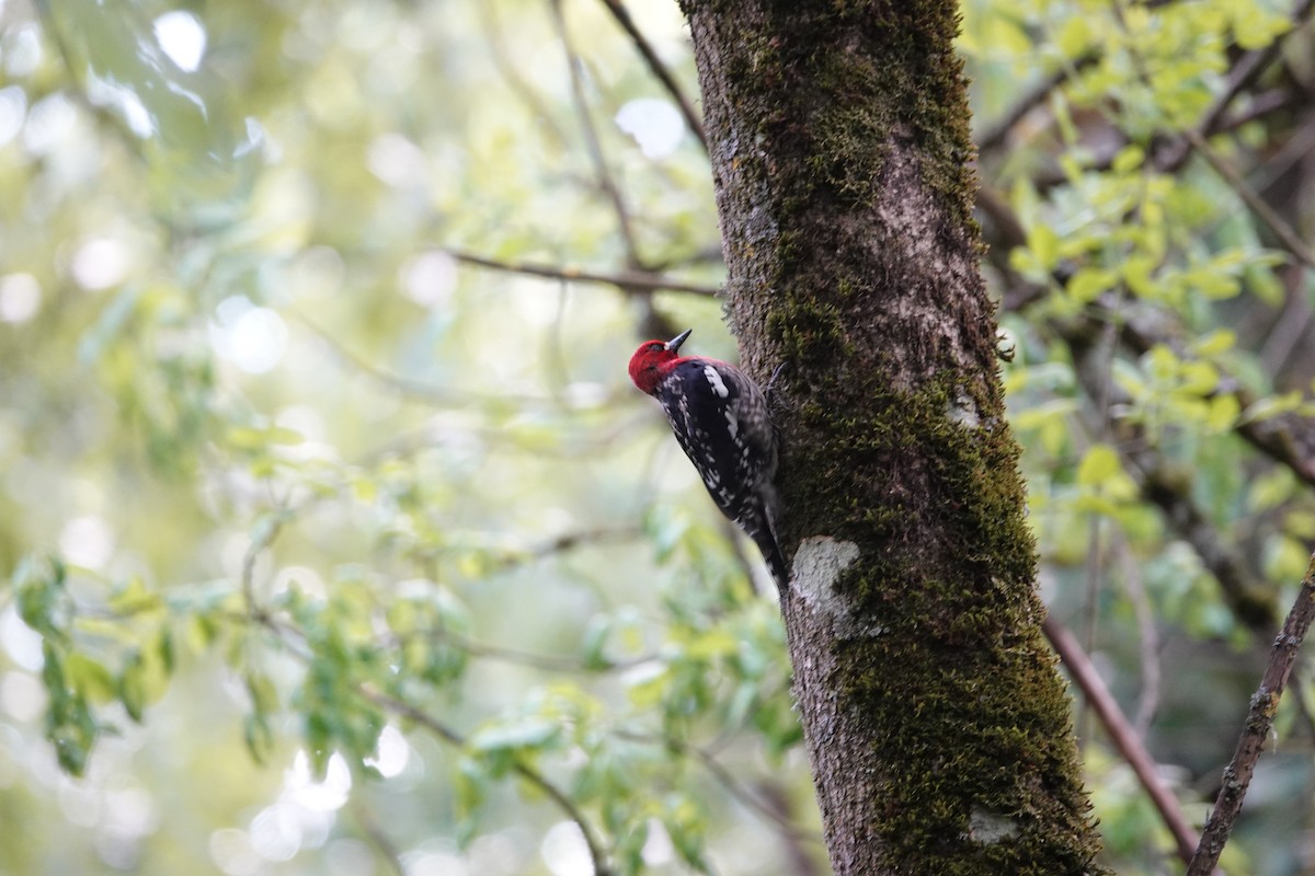 Red-breasted Sapsucker - ML619861693
