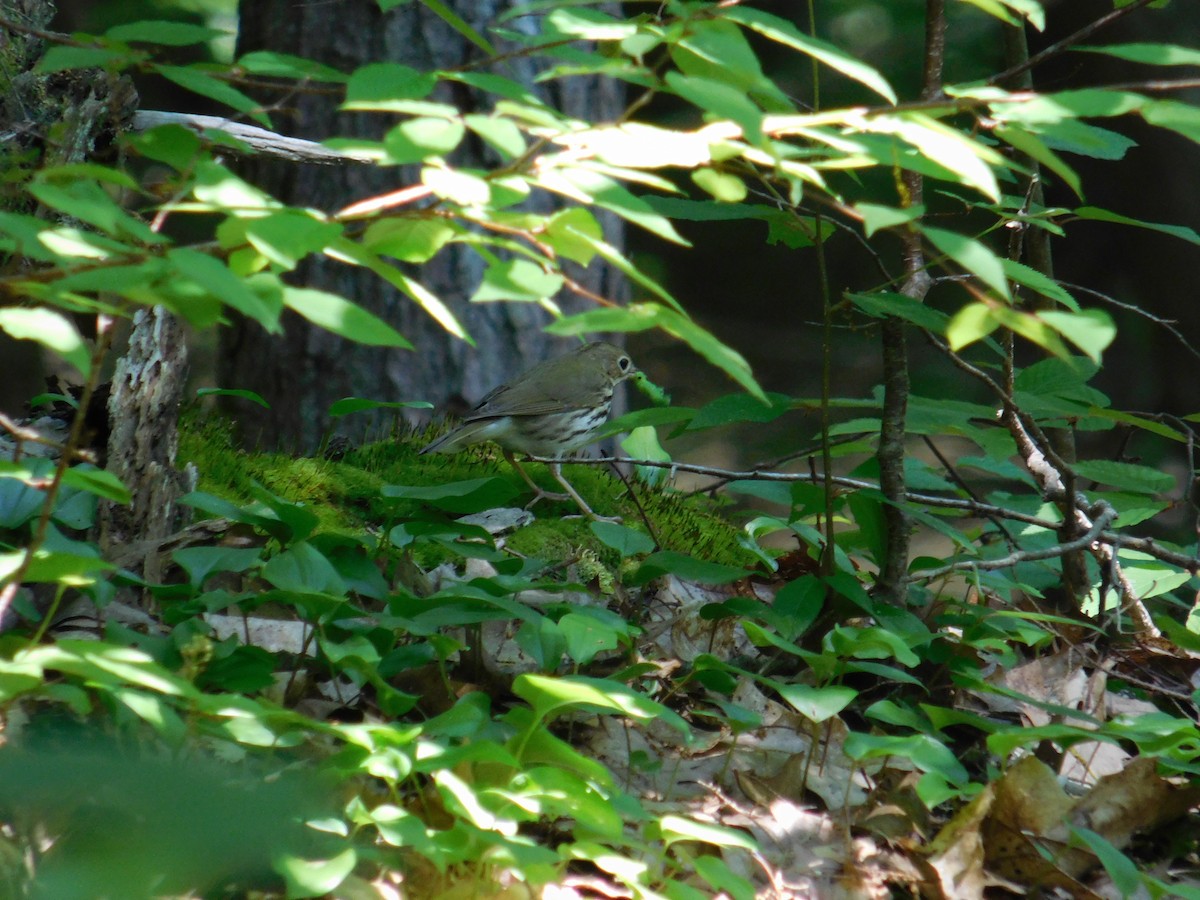 Ovenbird - ML619861697