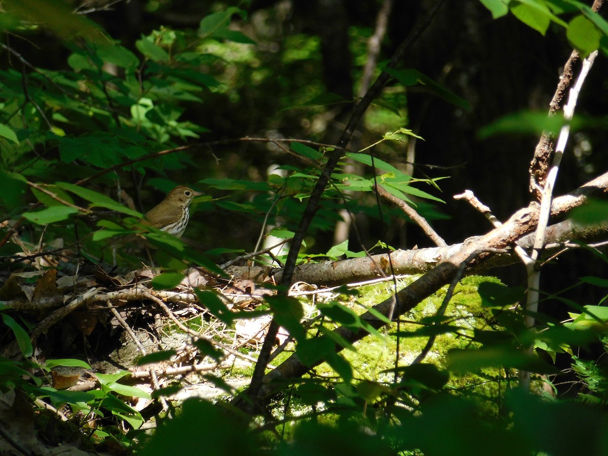 Ovenbird - ML619861698