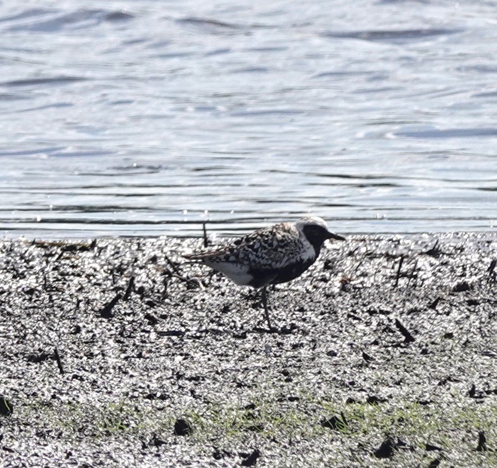 Black-bellied Plover - ML619861700