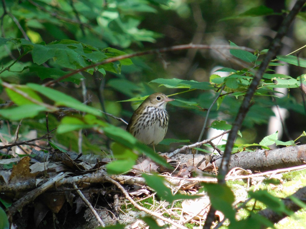 Ovenbird - Jack Jerrild