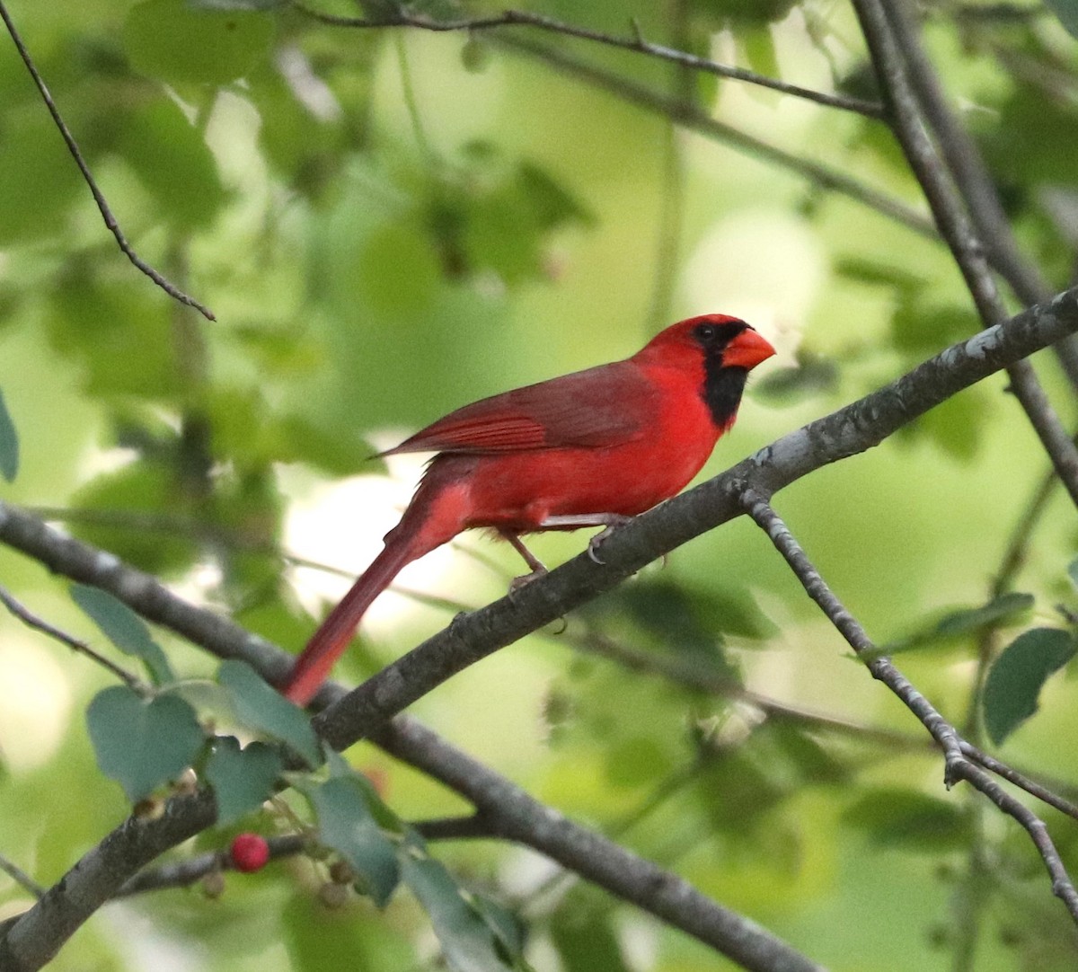 Cardinal rouge - ML619861717
