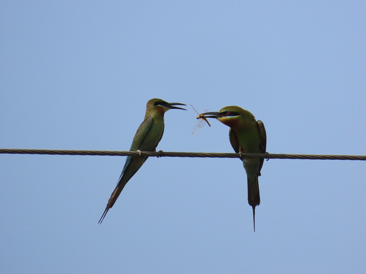 Blue-tailed Bee-eater - ML619861718