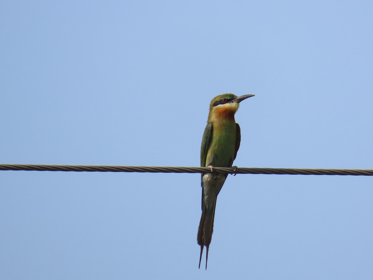 Blue-tailed Bee-eater - ML619861725