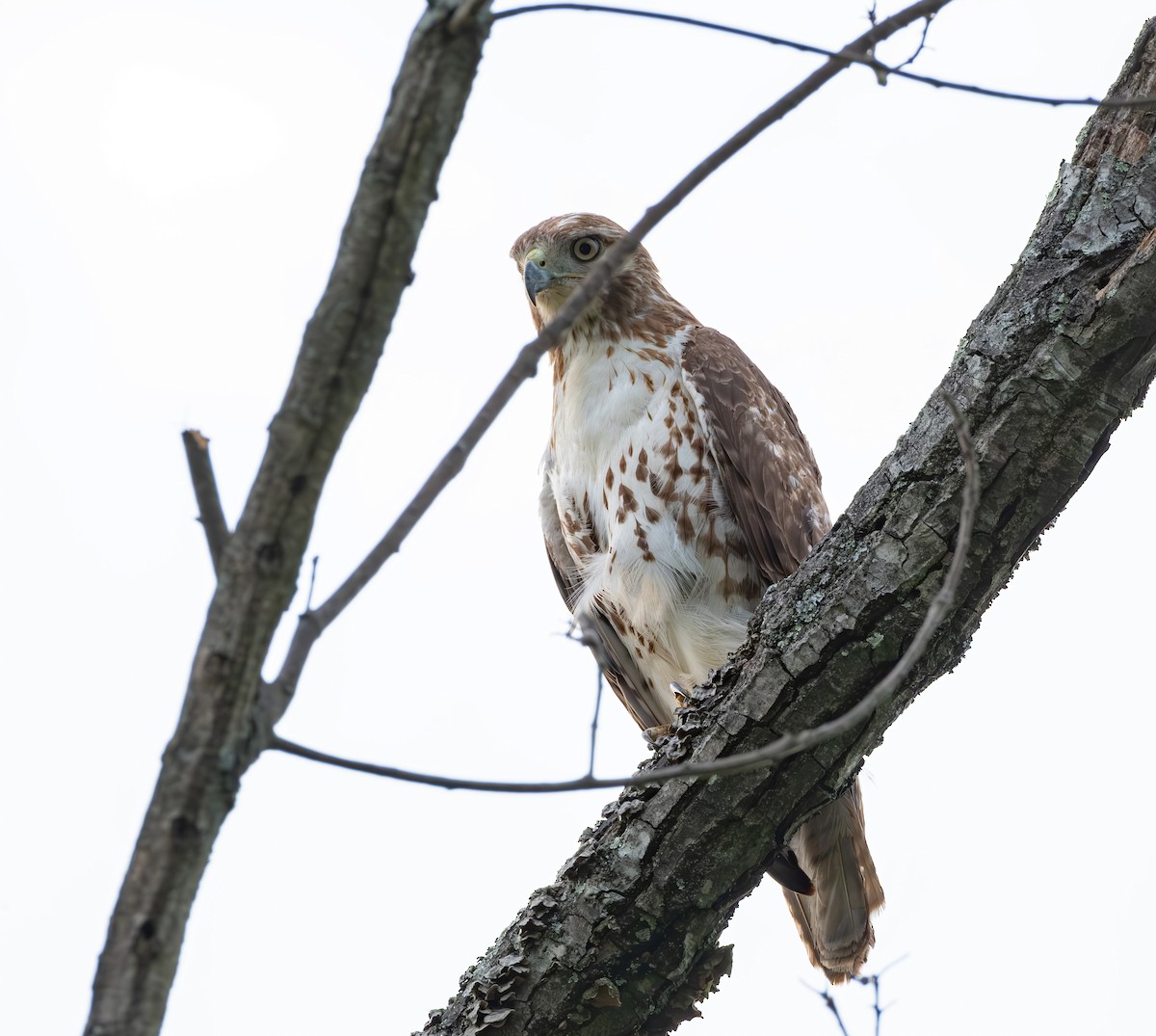Red-tailed Hawk - ML619861726