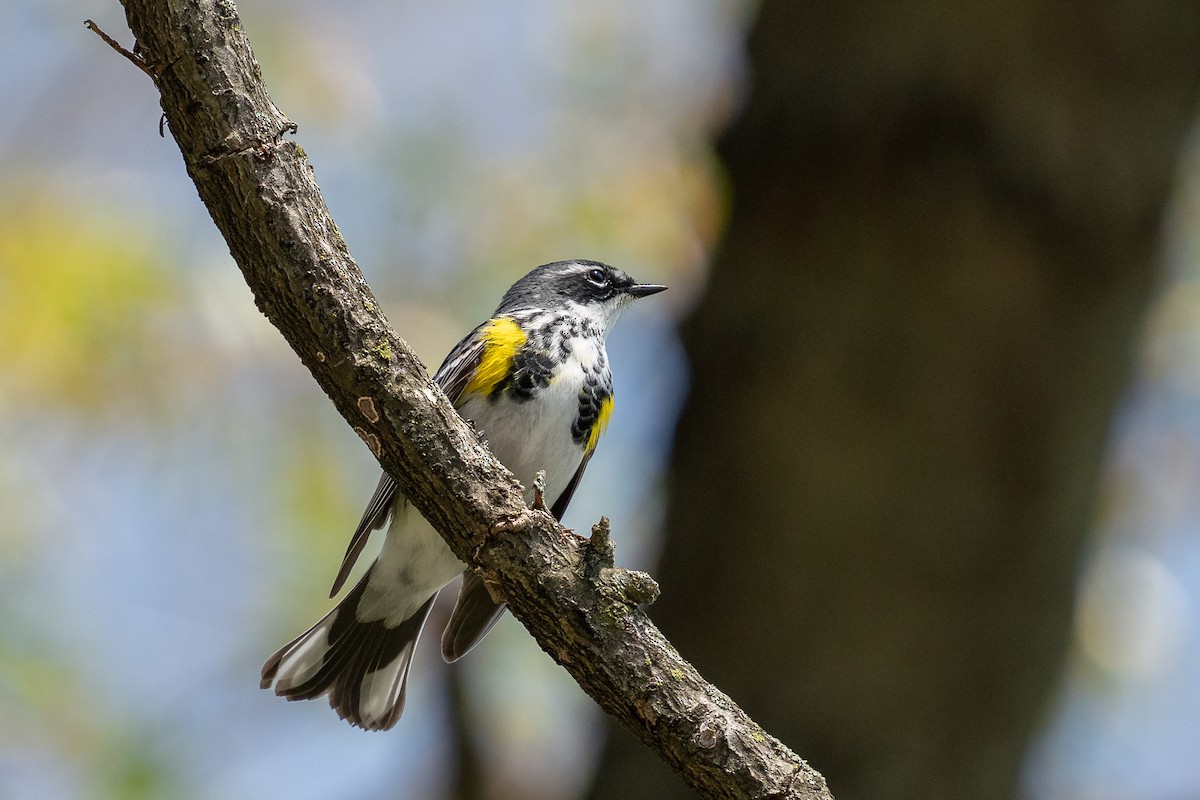 Yellow-rumped Warbler (Myrtle) - ML619861728