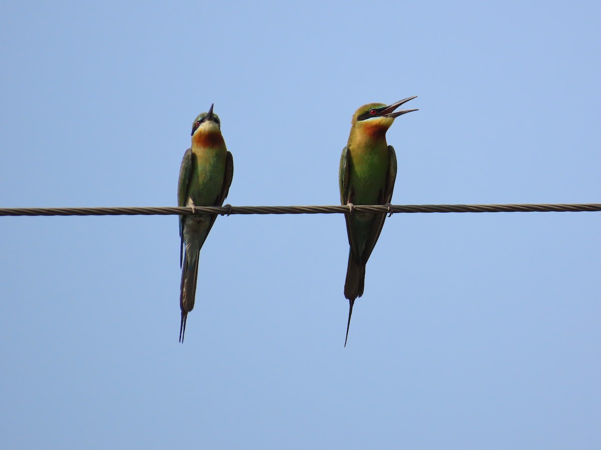 Blue-tailed Bee-eater - ML619861729