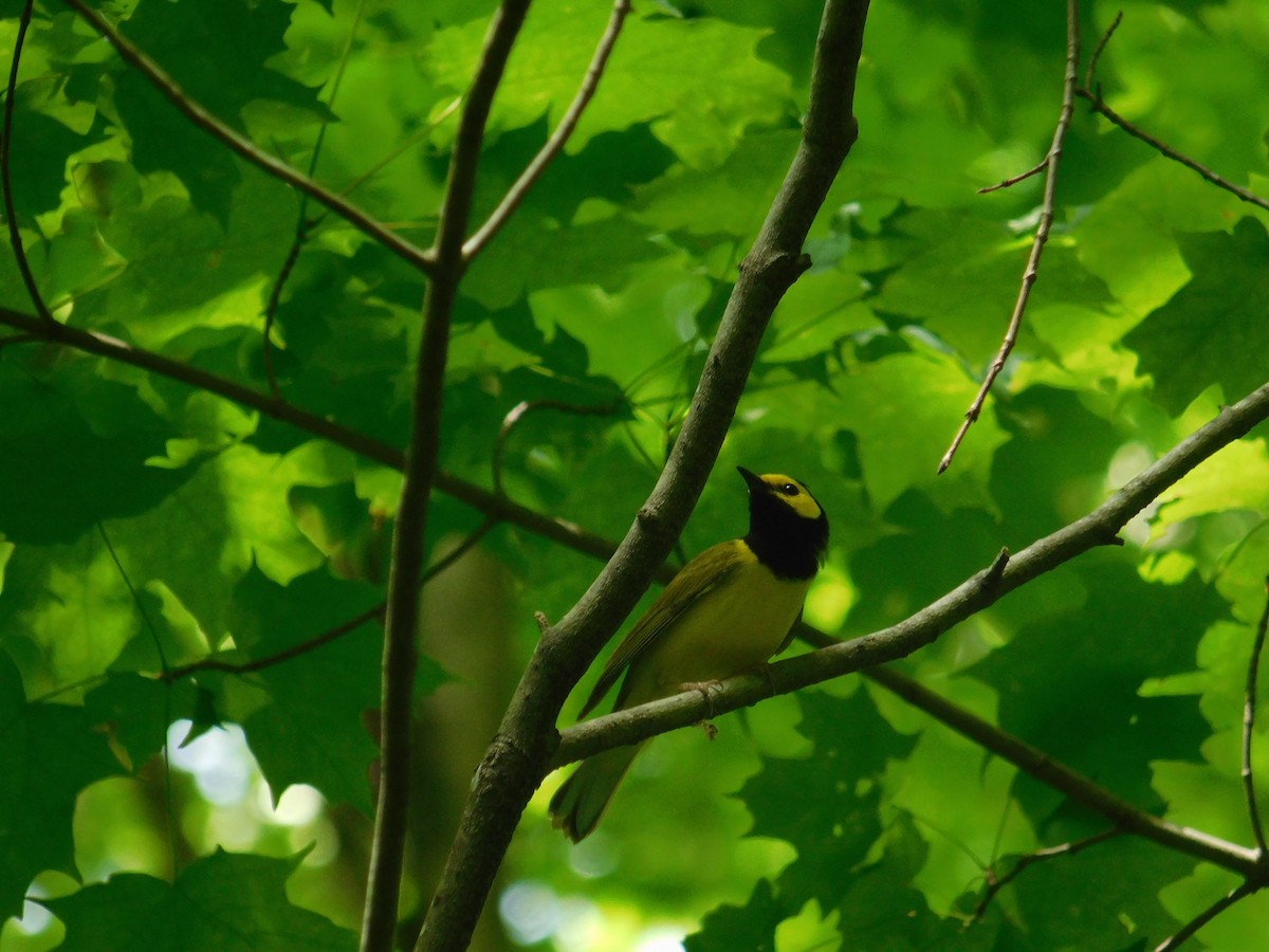 Hooded Warbler - ML619861732