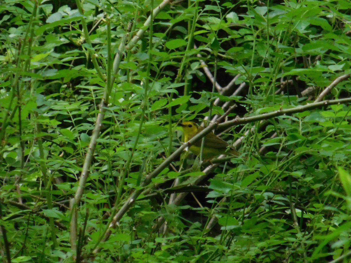 Hooded Warbler - ML619861734