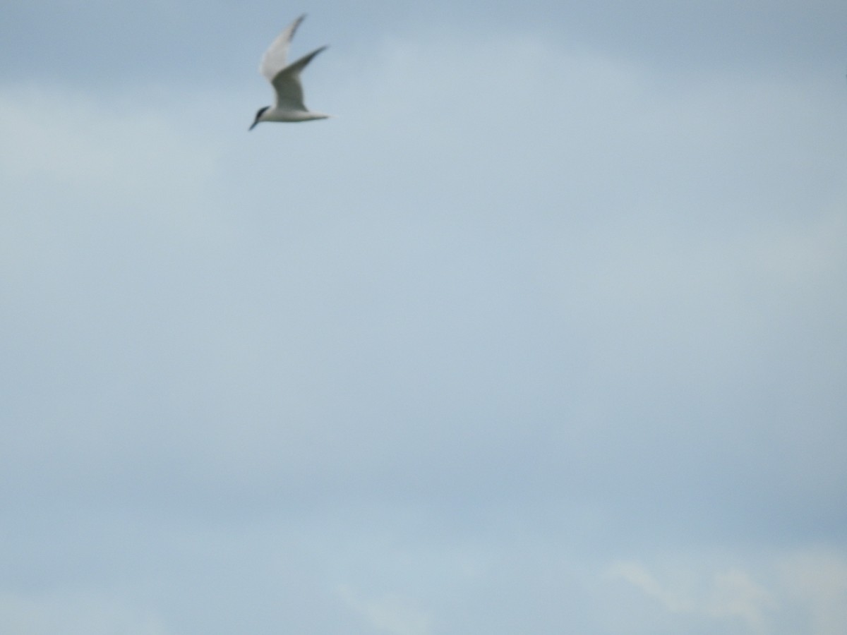 Gull-billed Tern - ML619861740