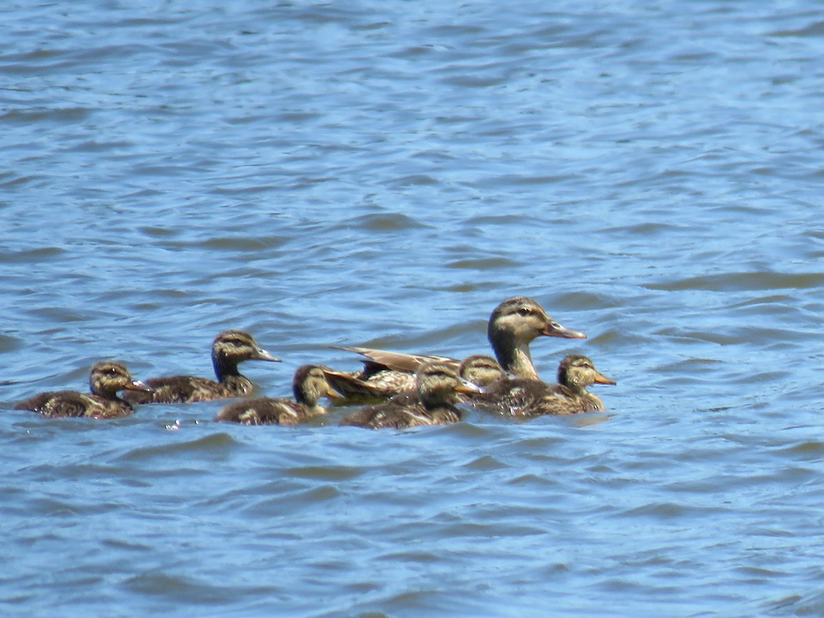 Canard colvert - ML619861750