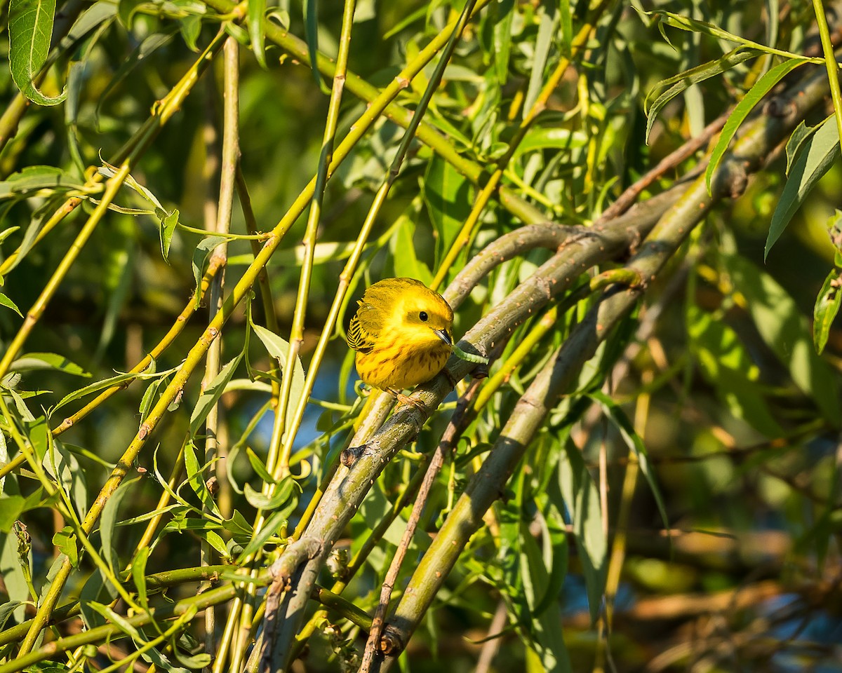 Yellow Warbler - ML619861754