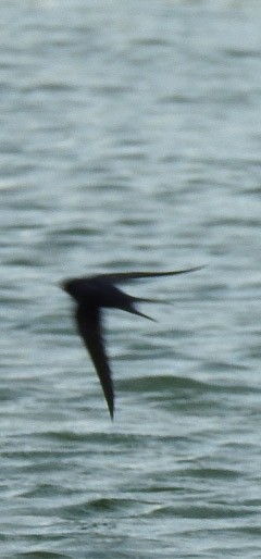 Barn Swallow - ML619861765