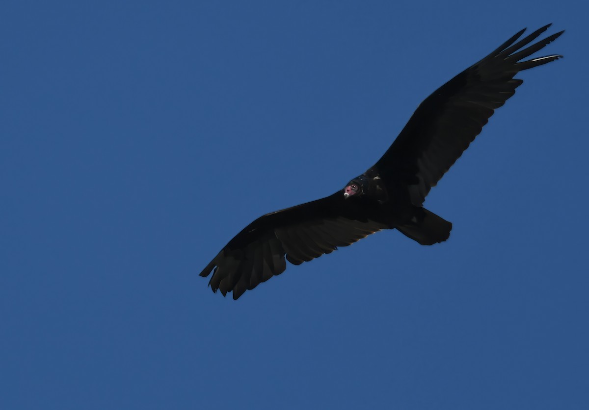 Turkey Vulture - ML619861769