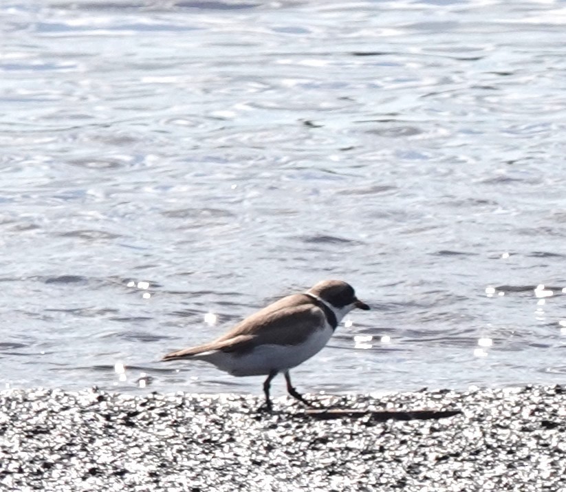 Semipalmated Plover - ML619861777
