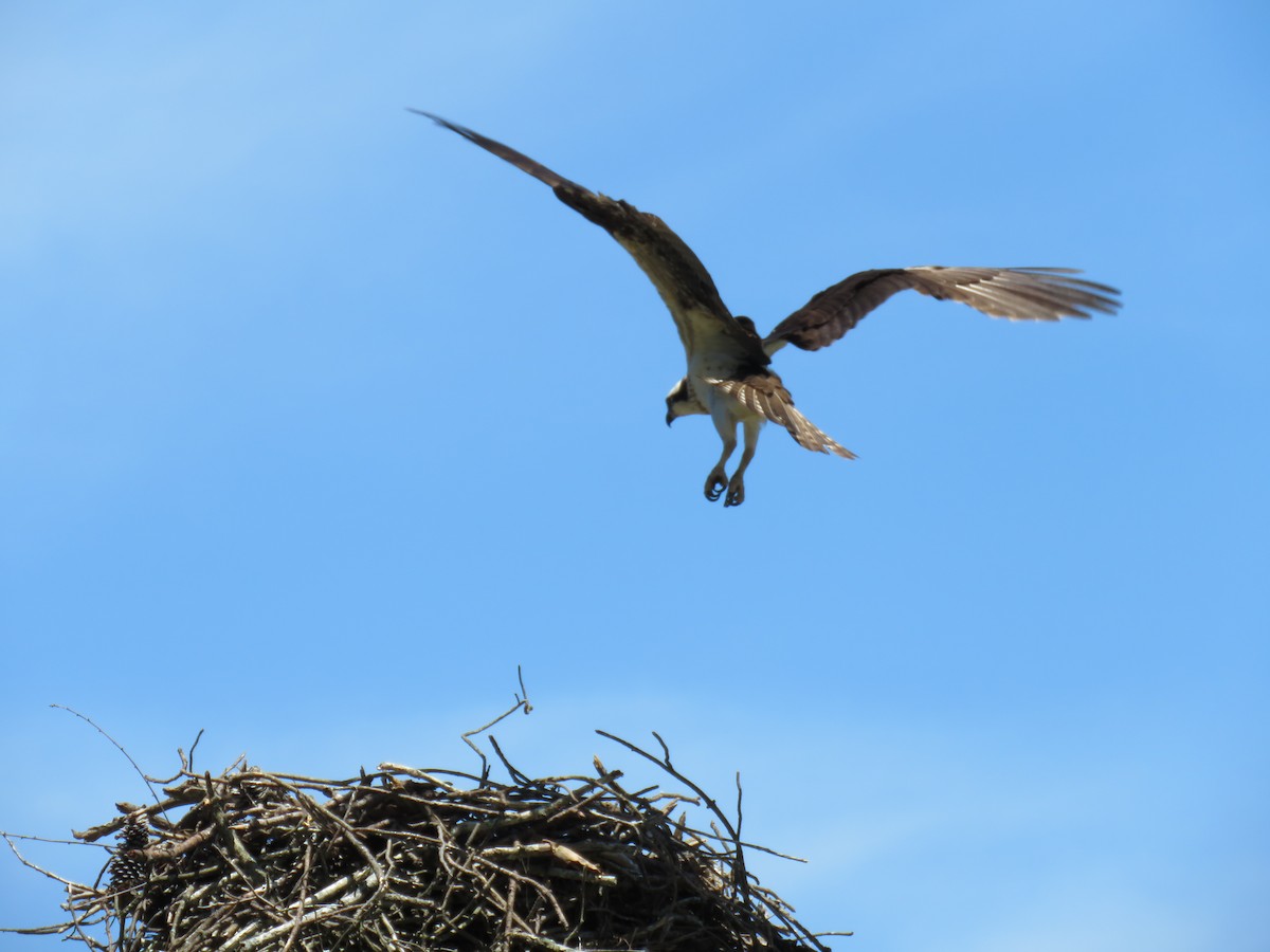 Osprey - ML619861780