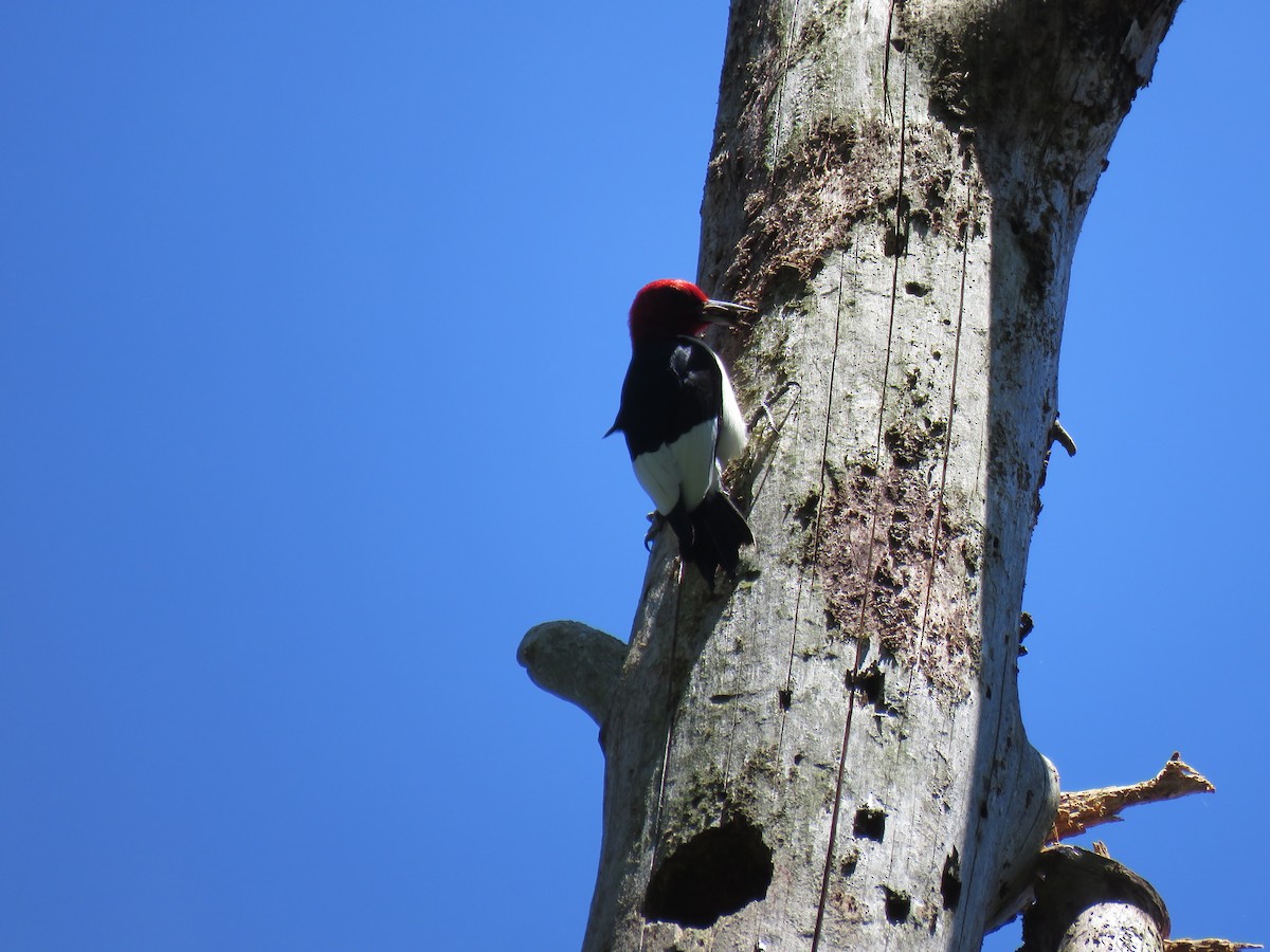 Red-headed Woodpecker - ML619861791